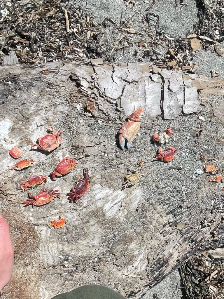 a group of small birds on the ground (MyCoast AI)