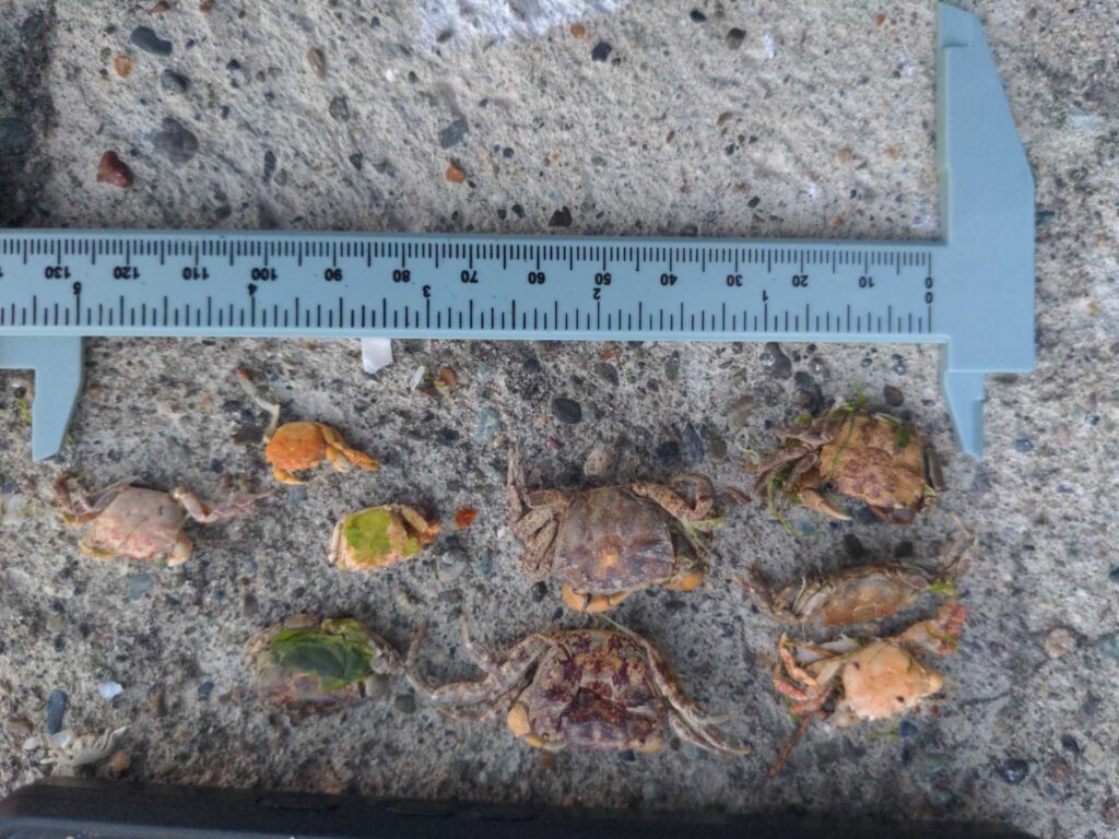 a ruler next to a pile of leaves (MyCoast AI)