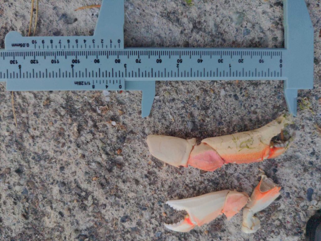 a group of fish on a counter (MyCoast AI)
