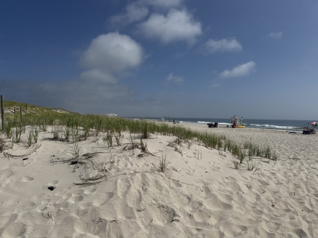 a sandy beach with plants and water (MyCoast AI)