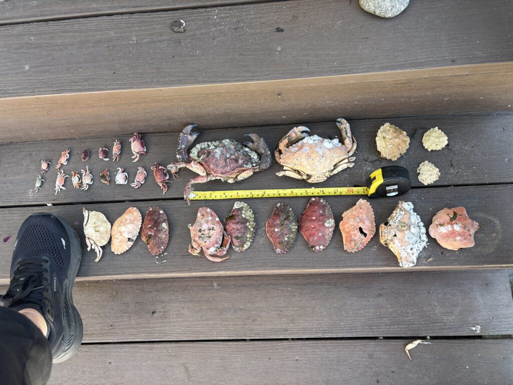a group of meat on a wooden surface (MyCoast AI)