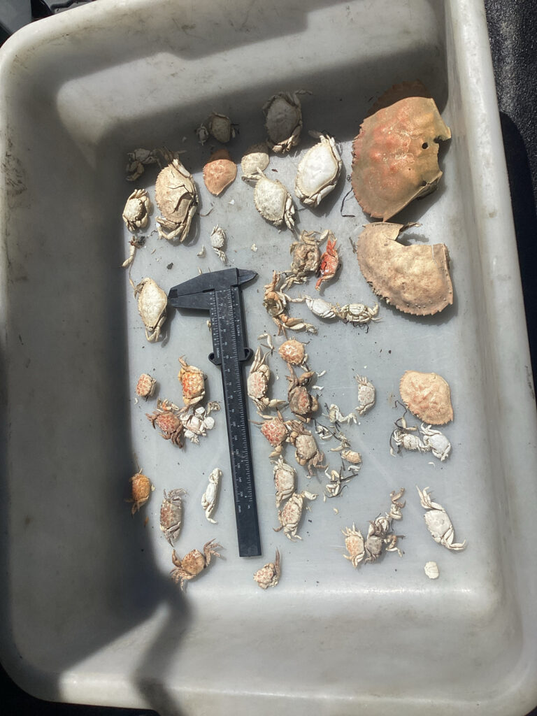 a close-up of some bones (MyCoast AI)