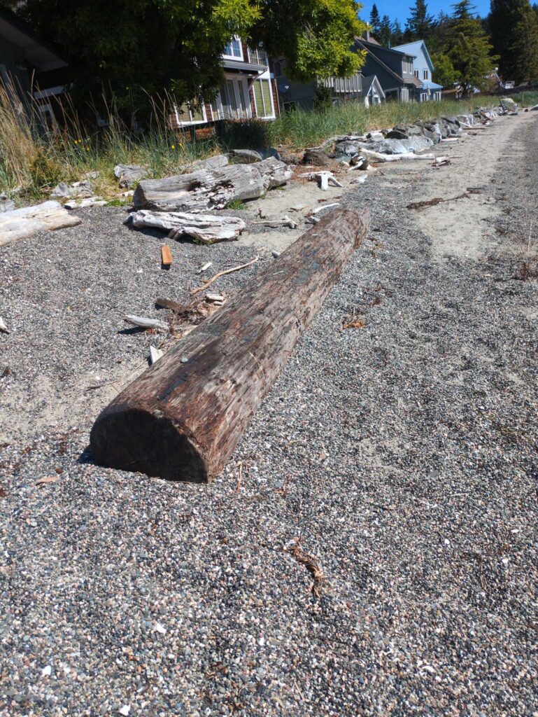 a log on the ground (MyCoast AI)