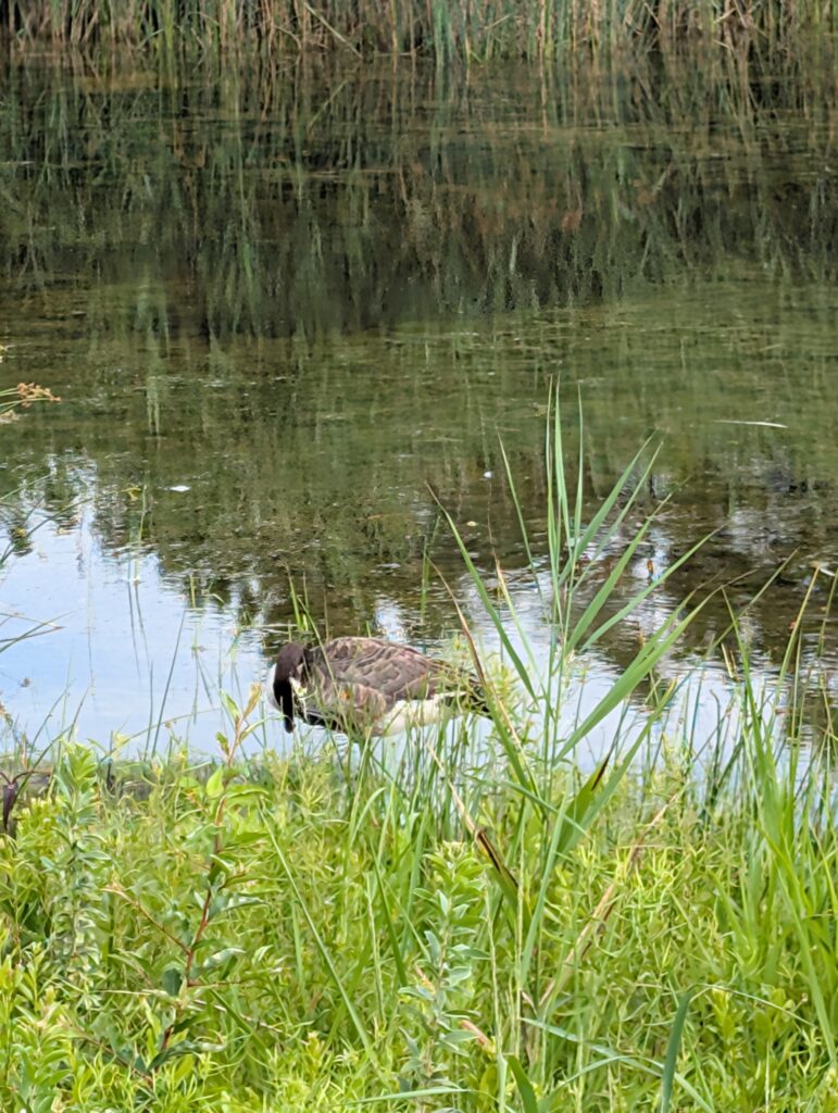 a duck in a pond (MyCoast AI)