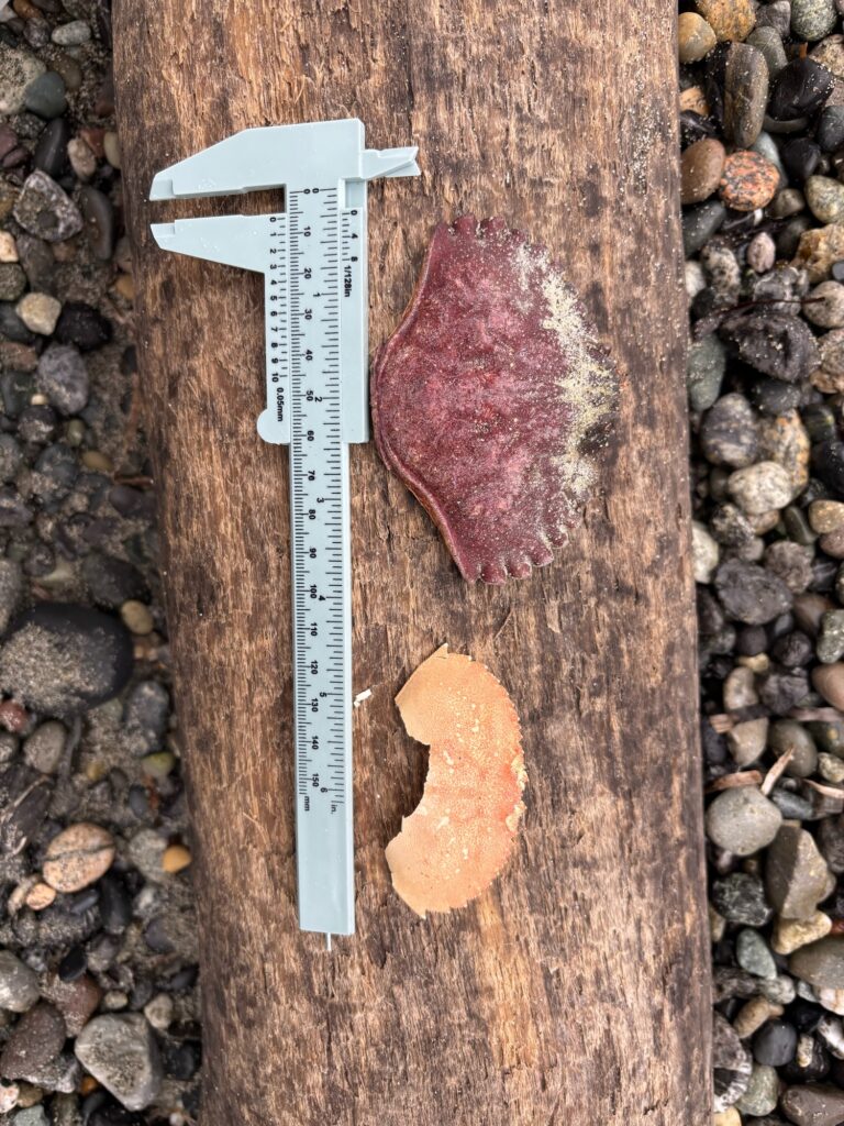 a piece of wood with a piece of wood on it (MyCoast AI)