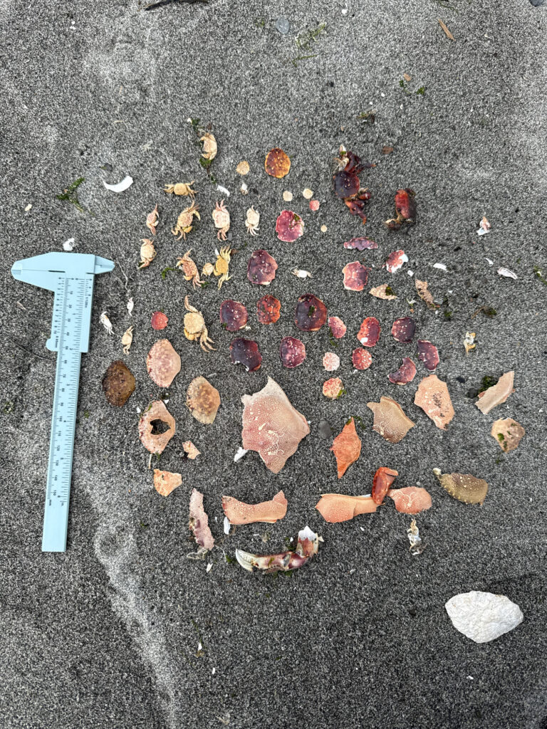 a shovel and some leaves (MyCoast AI)