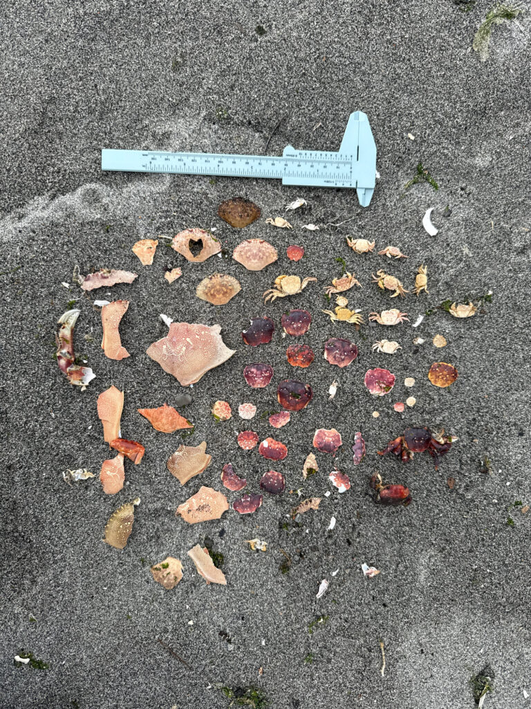 a sidewalk with leaves on it (MyCoast AI)