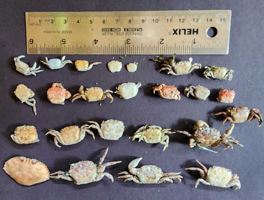 a group of sea shells (MyCoast AI)