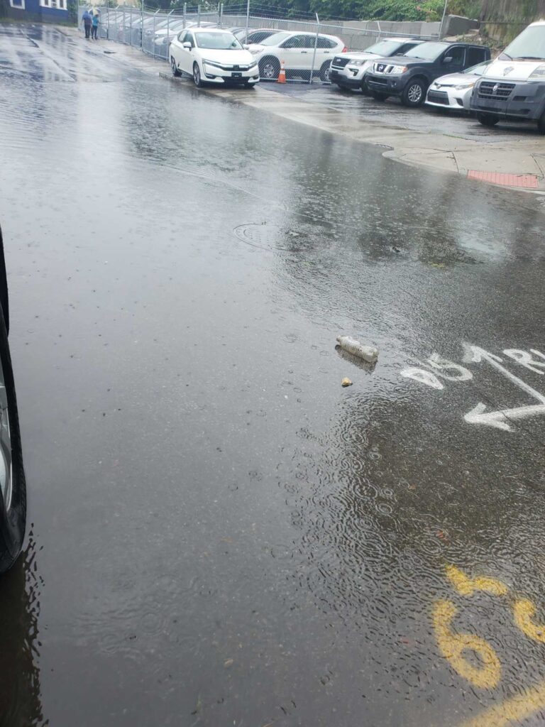 a bird on a wet street (MyCoast AI)