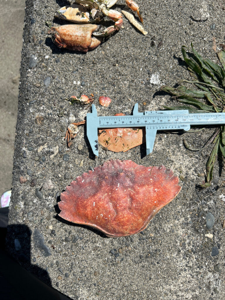 a slab of meat with a sign next to it (MyCoast AI)