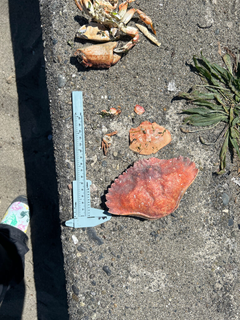 a group of meat on the ground (MyCoast AI)
