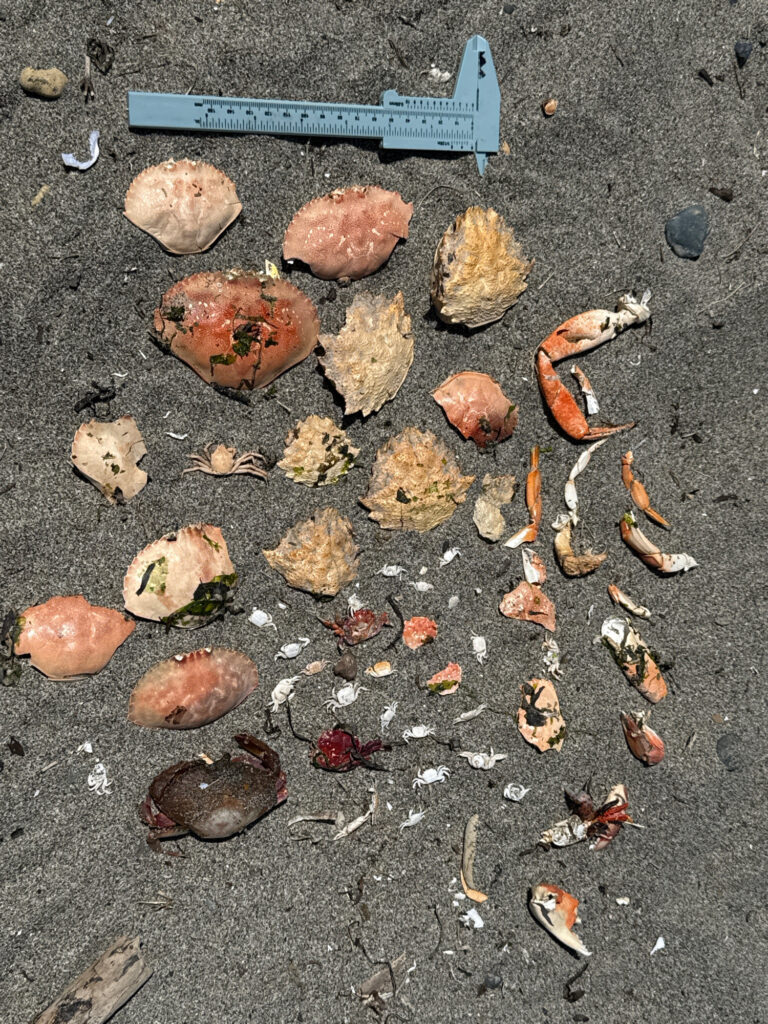 a group of brown and white objects on a black surface (MyCoast AI)