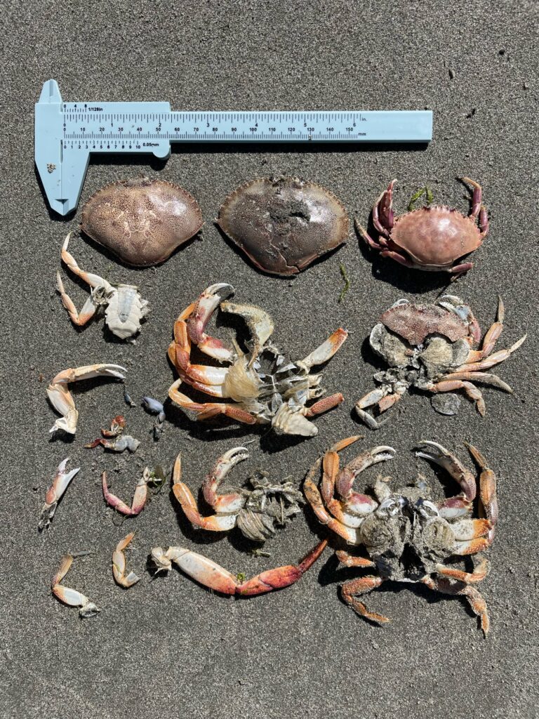 a group of sea shells (MyCoast AI)