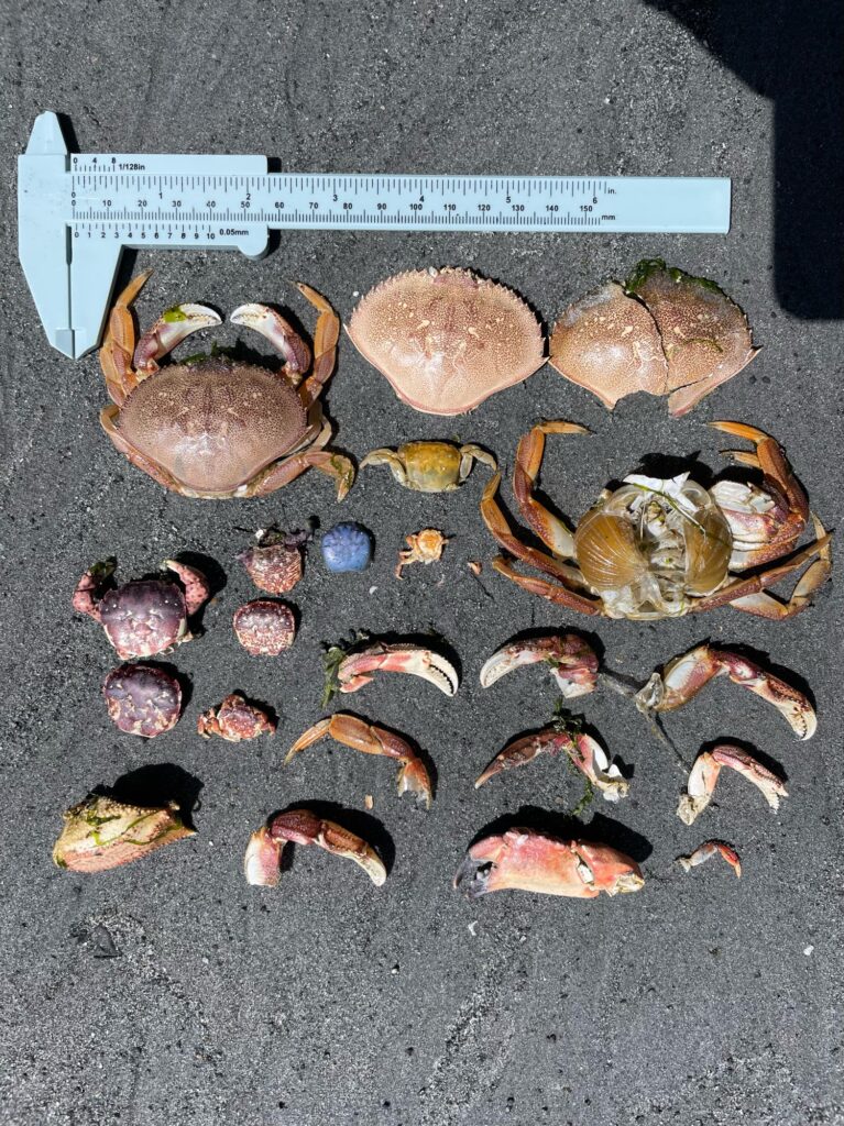 a group of sea shells (MyCoast AI)