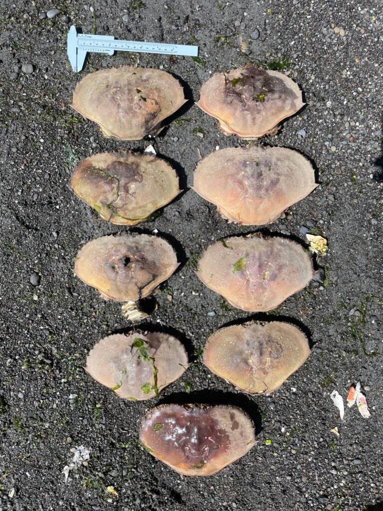 a group of mushrooms (MyCoast AI)