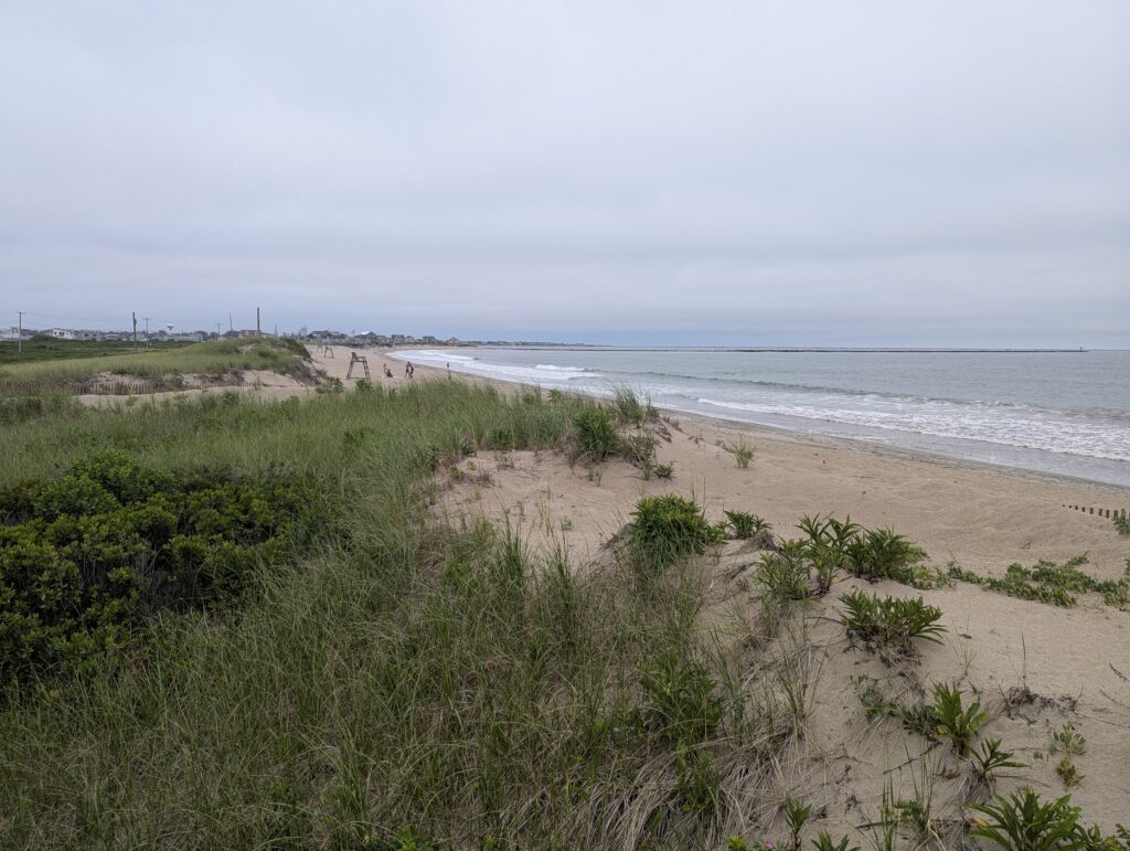 a beach with sand and plants (MyCoast AI)
