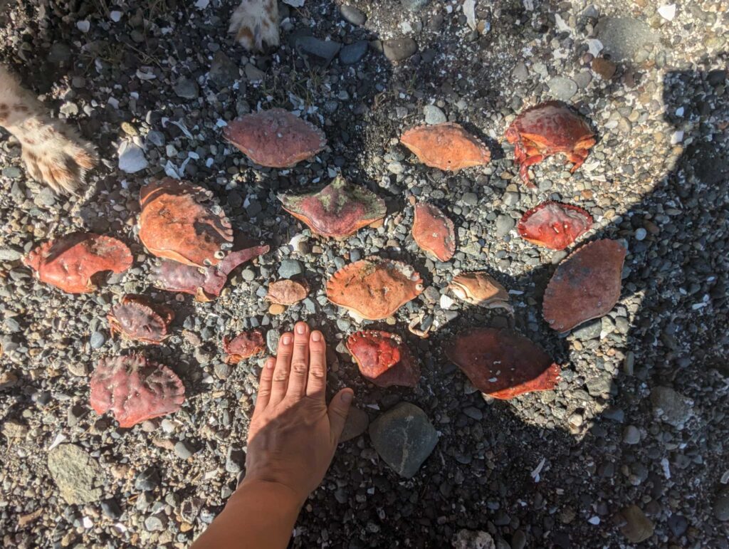 a hand reaching out to a pile of small red and white rocks (MyCoast AI)