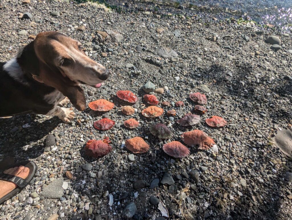 a dog standing on a rocky beach (MyCoast AI)