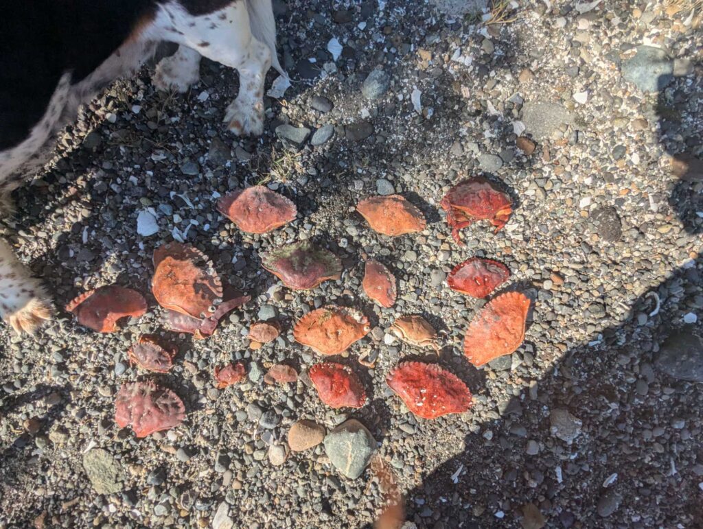 a pile of red rocks (MyCoast AI)