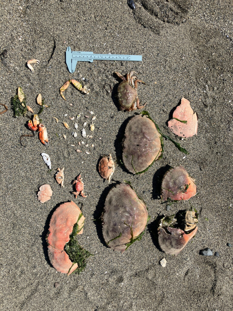 a group of sea shells on the sand (MyCoast AI)