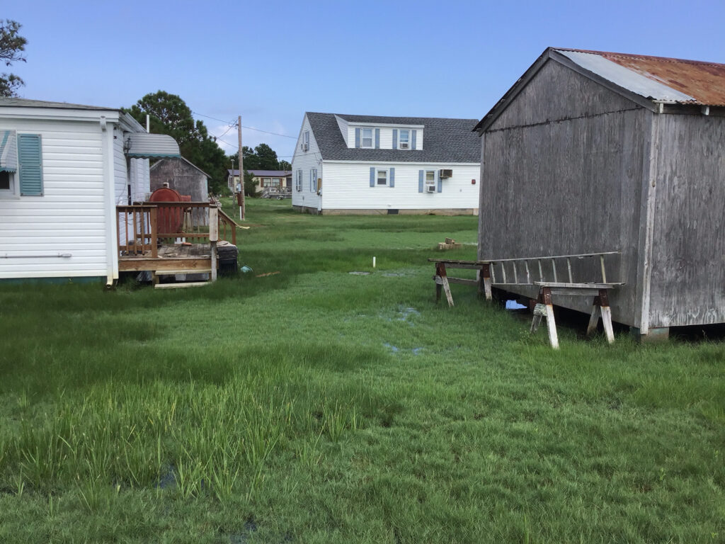 a group of animals in a grassy field next to a house (MyCoast AI)