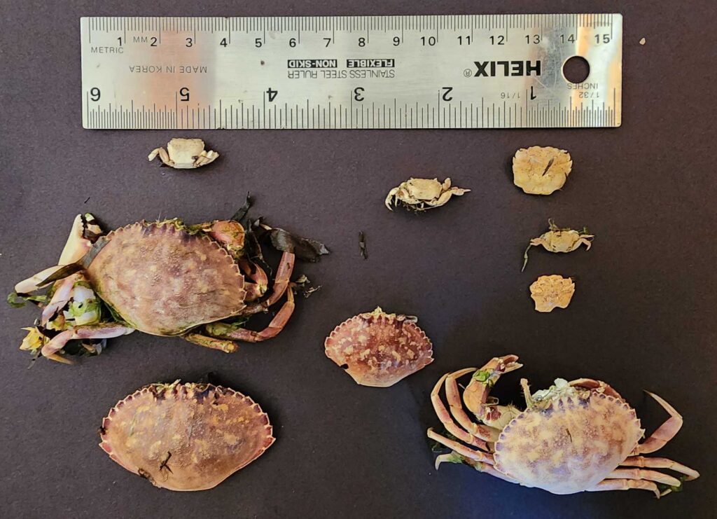 a group of crabs (MyCoast AI)