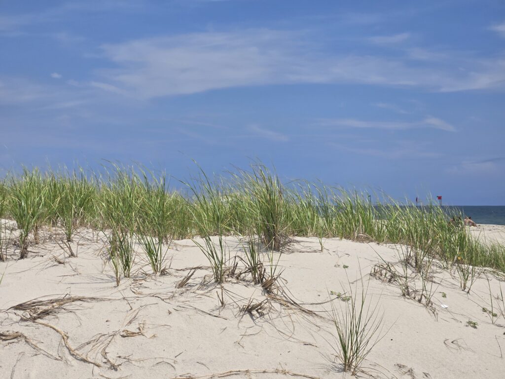 a sandy beach with plants growing on it (MyCoast AI)