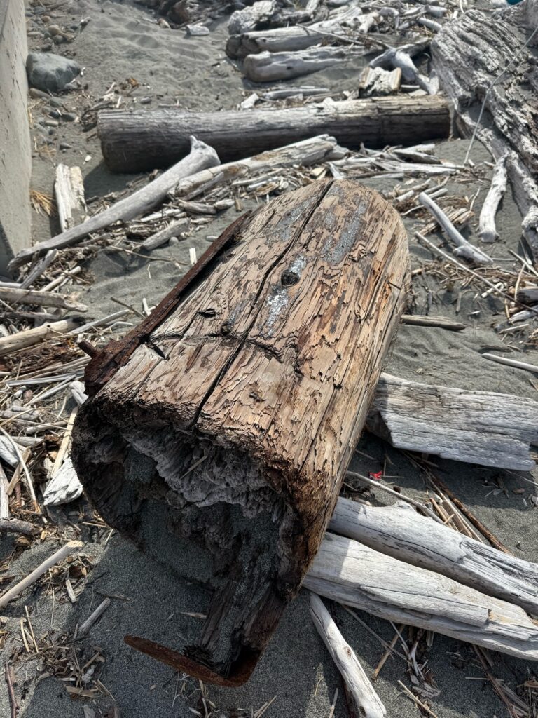 a pile of cut logs (MyCoast AI)