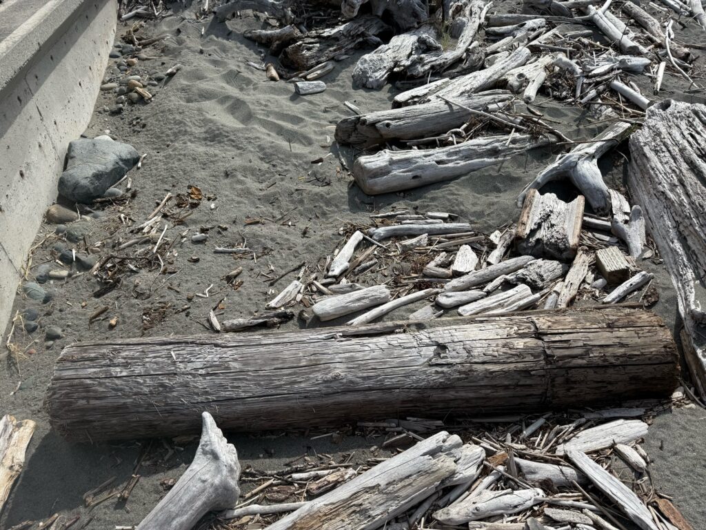 a pile of wood (MyCoast AI)