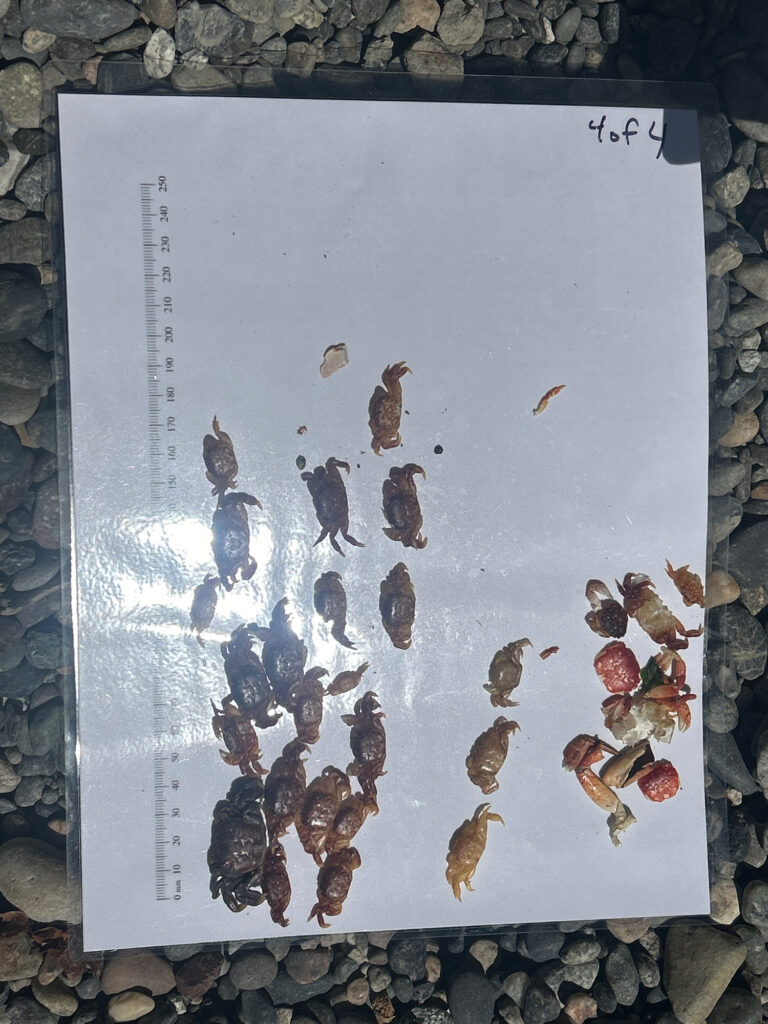 a book with a page of insects (MyCoast AI)