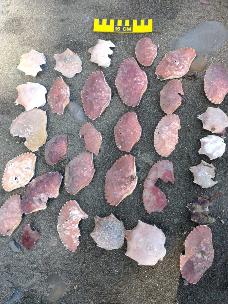 a group of pink and white rocks (MyCoast AI)