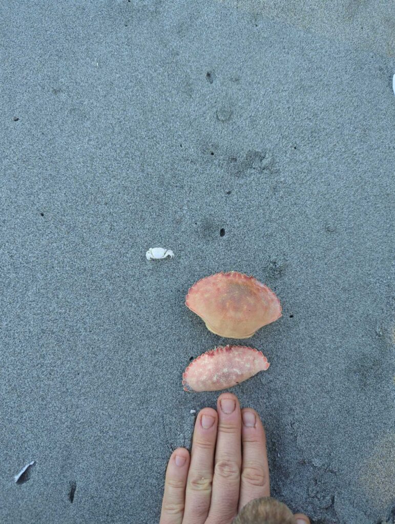 a hand holding a couple of small round objects on a grey surface (MyCoast AI)