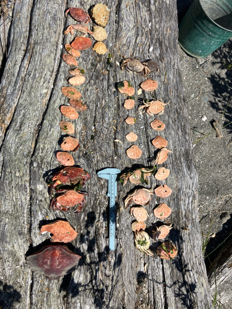 a blue plastic shovel on a tree (MyCoast AI)