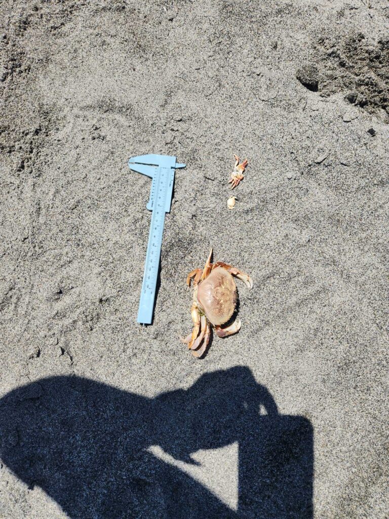 a crab on the sand (MyCoast AI)