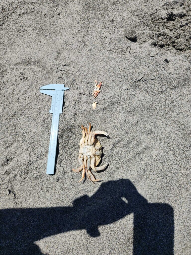 a goat with a hat and a stick in the dirt (MyCoast AI)