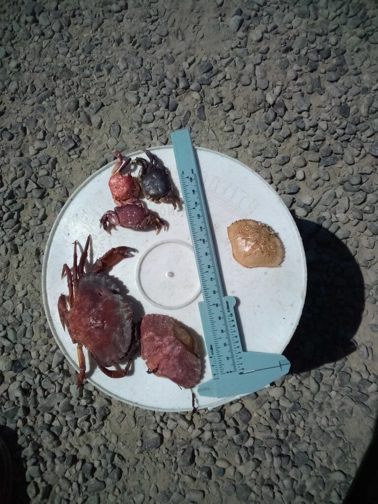a plate of food (MyCoast AI)