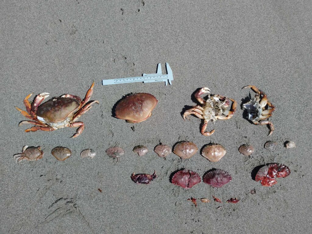a crab on the sand (MyCoast AI)