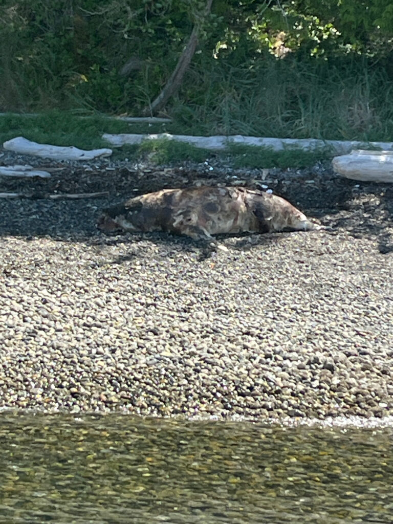 a brown animal lying on the ground (MyCoast AI)