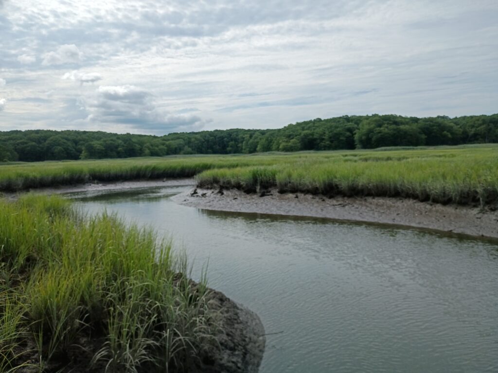 a river with grass and trees (MyCoast AI)