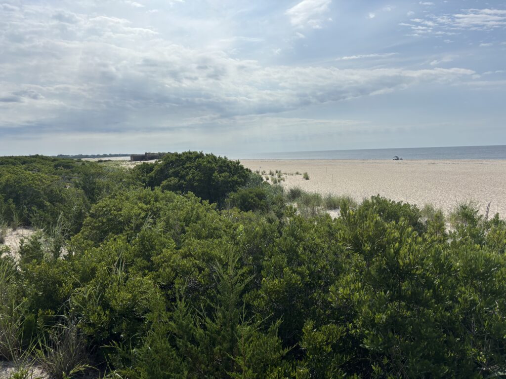 a beach with trees and bushes (MyCoast AI)