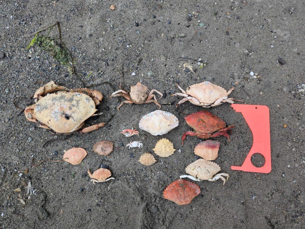 a crab on the ground (MyCoast AI)