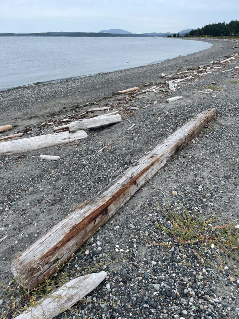 a log on a beach (MyCoast AI)