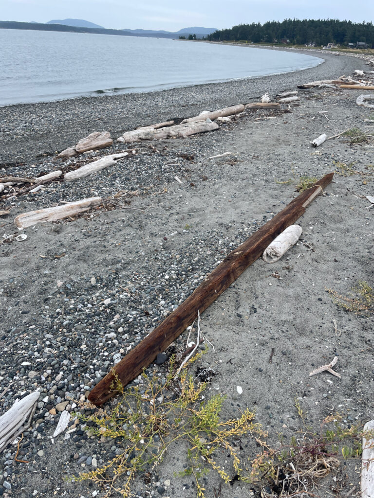 a beach with logs and a body of water (MyCoast AI)