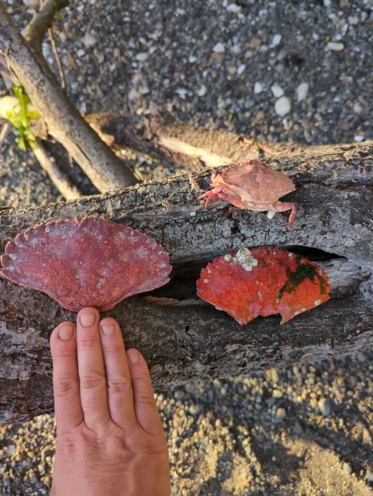 a hand holding a piece of meat (MyCoast AI)