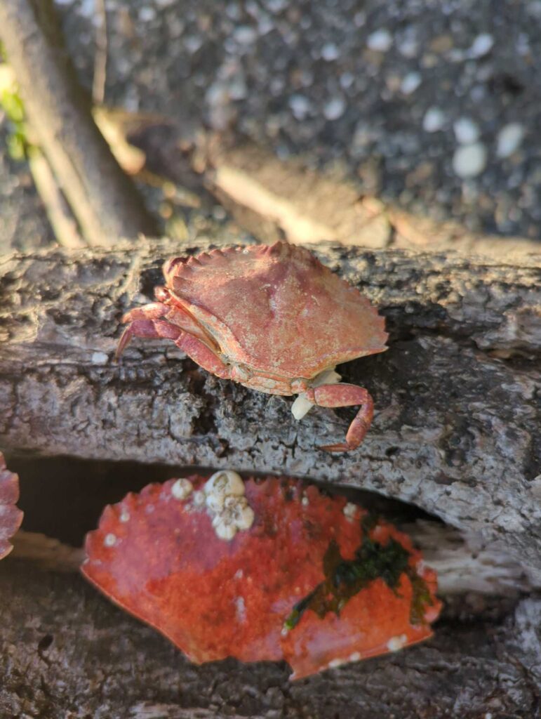 a crab on a rock (MyCoast AI)