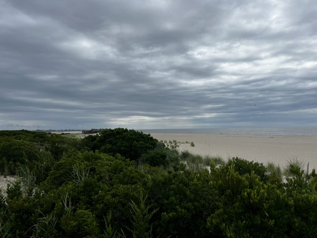 a beach with trees and bushes (MyCoast AI)