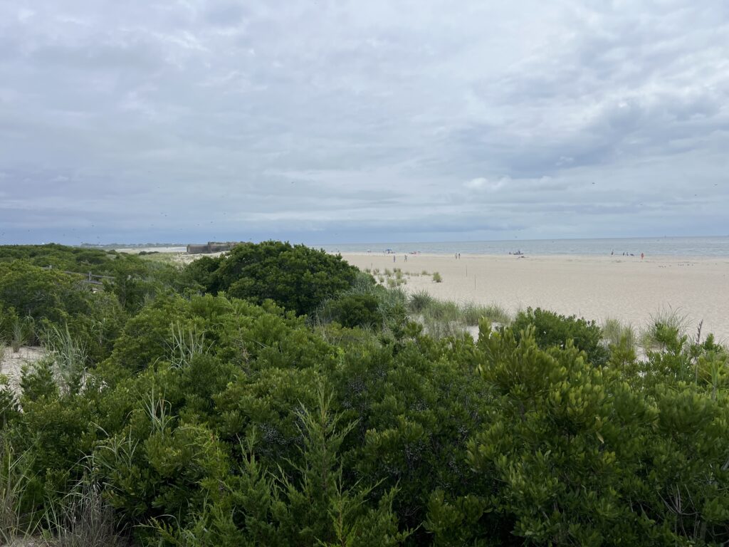 a beach with trees and bushes (MyCoast AI)