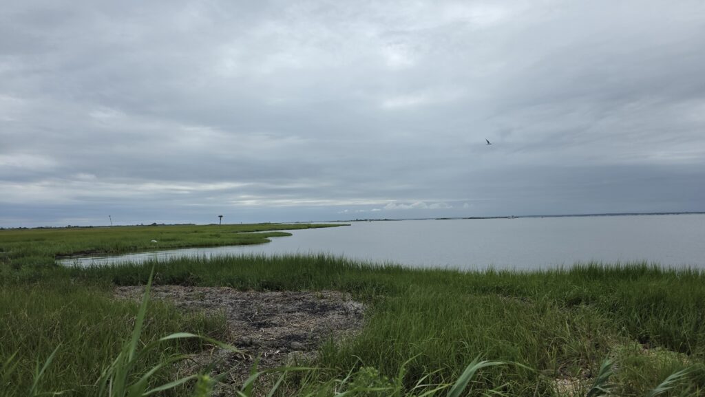 a body of water with grass and a land with a bird flying (MyCoast AI)