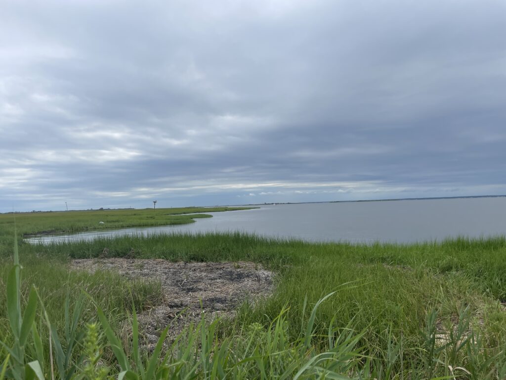 a grassy area next to a body of water (MyCoast AI)