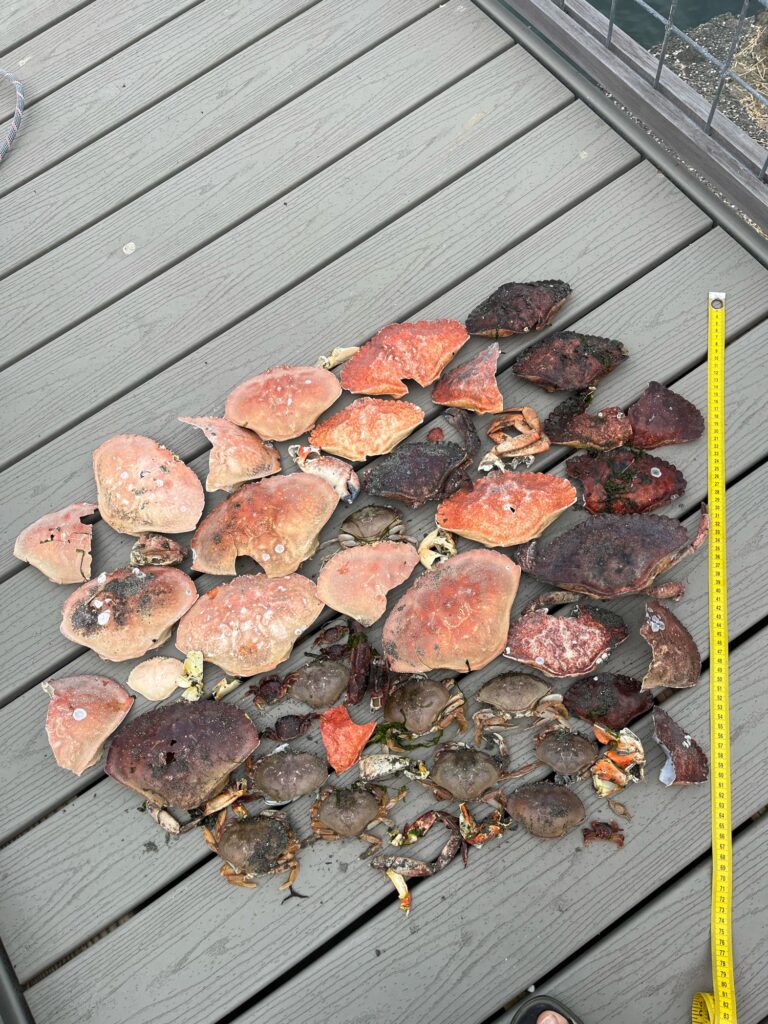 a group of brown and black mushrooms (MyCoast AI)